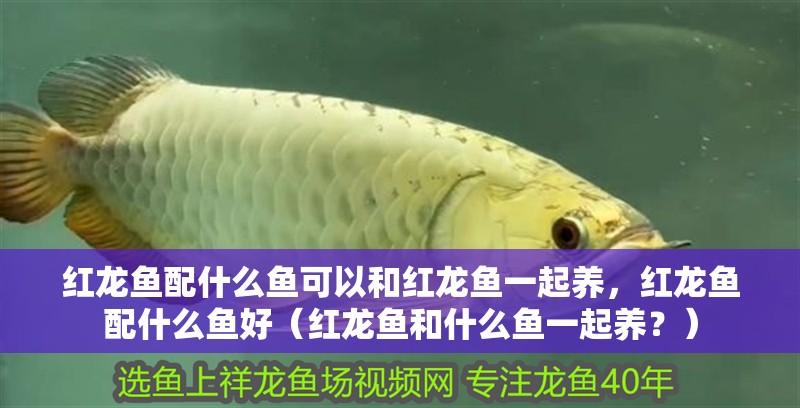 紅龍魚配什么魚可以和紅龍魚一起養，紅龍魚配什么魚好（紅龍魚和什么魚一起養？）