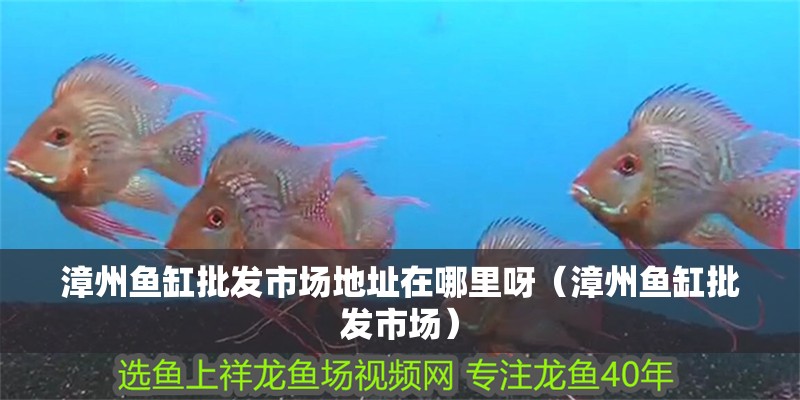 漳州魚缸批發市場地址在哪里呀（漳州魚缸批發市場）