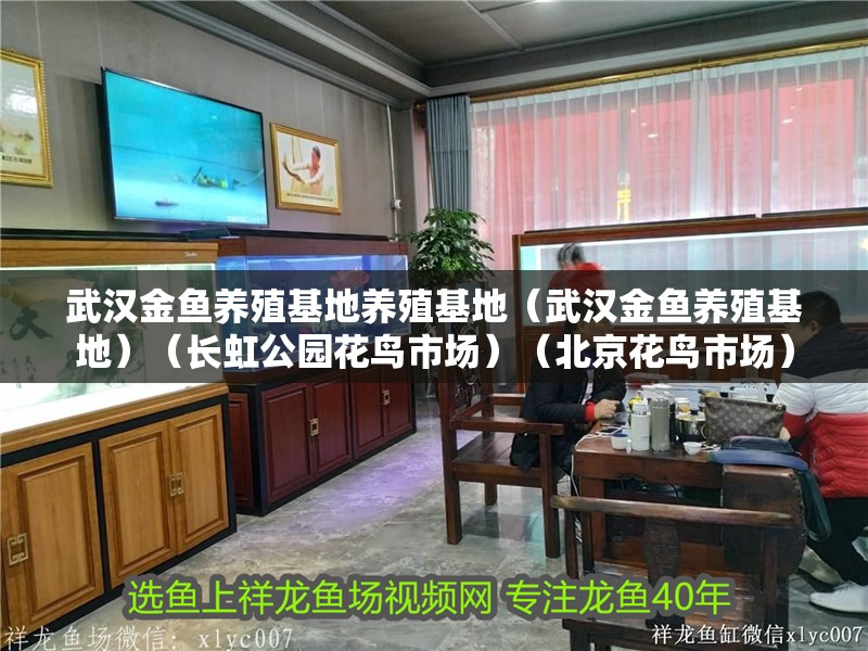 武漢金魚養殖基地養殖基地（武漢金魚養殖基地）（長虹公園花鳥市場）（北京花鳥市場）