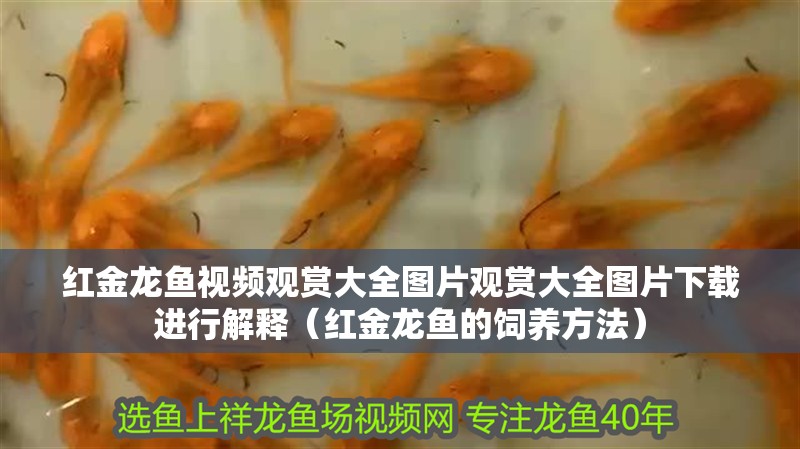 紅金龍魚視頻觀賞大全圖片觀賞大全圖片下載進行解釋（紅金龍魚的飼養(yǎng)方法）