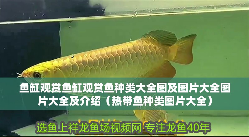 魚缸觀賞魚缸觀賞魚種類大全圖及圖片大全圖片大全及介紹（熱帶魚種類圖片大全）