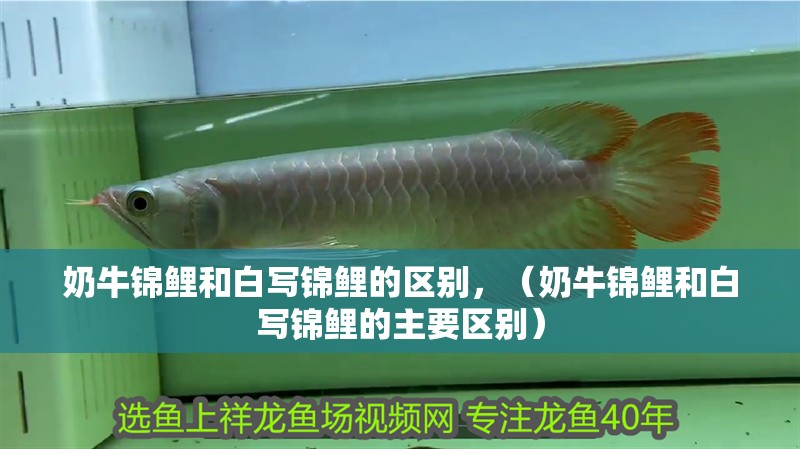 奶牛錦鯉和白寫錦鯉的區別，（奶牛錦鯉和白寫錦鯉的主要區別）