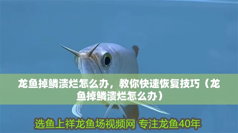 龍魚掉鱗潰爛怎么辦，教你快速恢復技巧（龍魚掉鱗潰爛怎么辦）