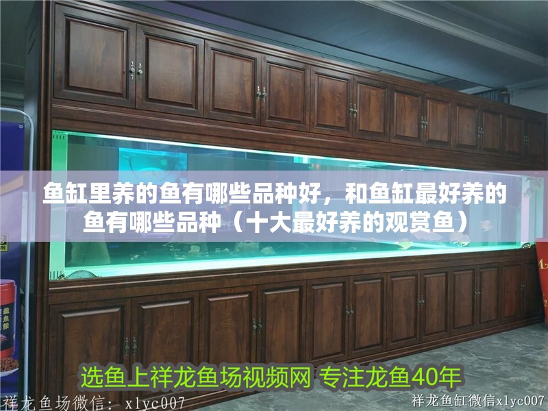 魚缸里養的魚有哪些品種好，和魚缸最好養的魚有哪些品種（十大最好養的觀賞魚）