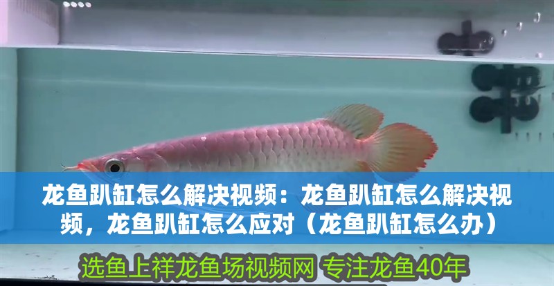 龍魚趴缸怎么解決視頻：龍魚趴缸怎么解決視頻，龍魚趴缸怎么應對（龍魚趴缸怎么辦）