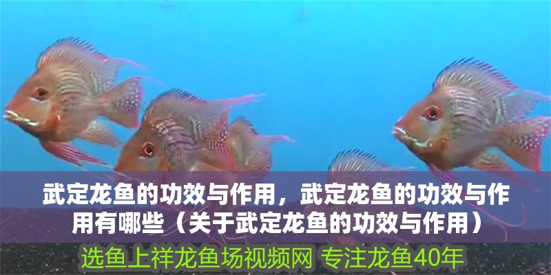 武定龍魚的功效與作用，武定龍魚的功效與作用有哪些（關于武定龍魚的功效與作用）