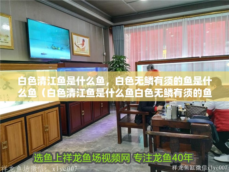 白色清江魚是什么魚，白色無鱗有須的魚是什么魚（白色清江魚是什么魚白色無鱗有須的魚是什么魚是什么魚）