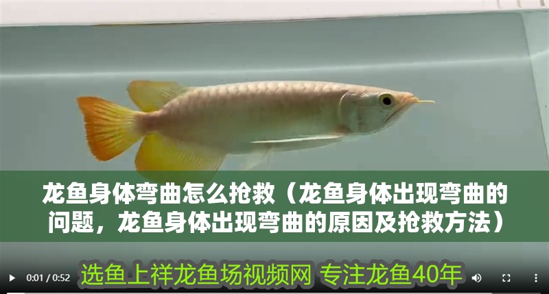 龍魚身體彎曲怎么搶救（龍魚身體出現(xiàn)彎曲的問題，龍魚身體出現(xiàn)彎曲的原因及搶救方法）
