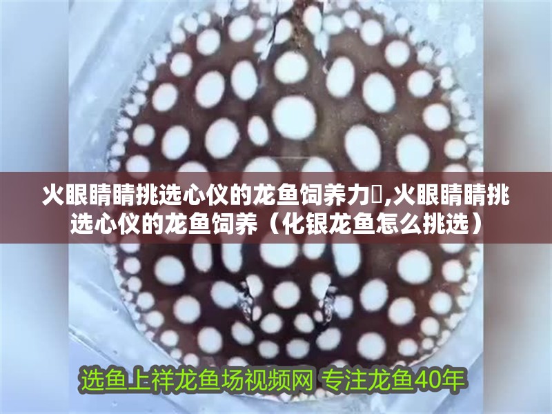 火眼睛睛挑選心儀的龍魚飼養力彑,火眼睛睛挑選心儀的龍魚飼養（化銀龍魚怎么挑選）