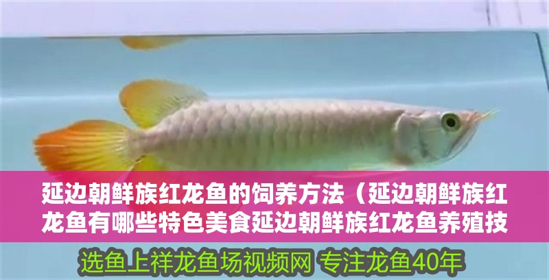 延邊朝鮮族紅龍魚的飼養方法（延邊朝鮮族紅龍魚有哪些特色美食延邊朝鮮族紅龍魚養殖技術）