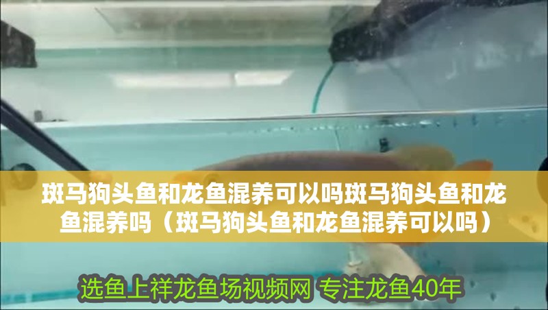 斑馬狗頭魚和龍魚混養可以嗎斑馬狗頭魚和龍魚混養嗎（斑馬狗頭魚和龍魚混養可以嗎）