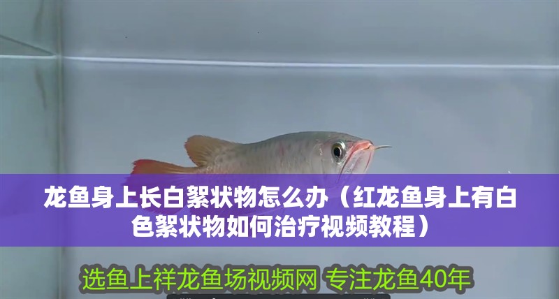 龍魚身上長白絮狀物怎么辦（紅龍魚身上有白色絮狀物如何治療視頻教程）