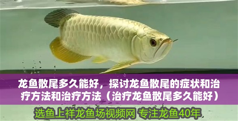 龍魚散尾多久能好，探討龍魚散尾的癥狀和治療方法和治療方法（治療龍魚散尾多久能好）