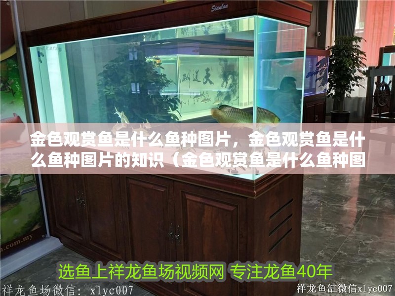 金色觀賞魚是什么魚種圖片，金色觀賞魚是什么魚種圖片的知識（金色觀賞魚是什么魚種圖片）