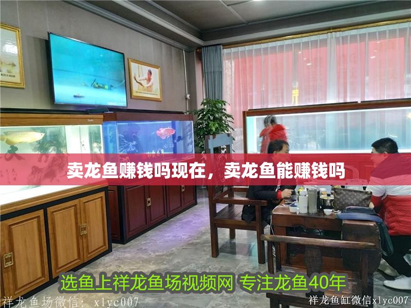 賣龍魚賺錢嗎現在，賣龍魚能賺錢嗎