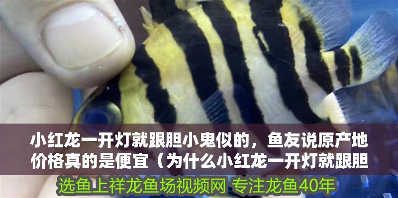 小紅龍一開燈就跟膽小鬼似的，魚友說原產(chǎn)地價(jià)格真的是便宜（為什么小紅龍一開燈就跟膽小鬼似的？）
