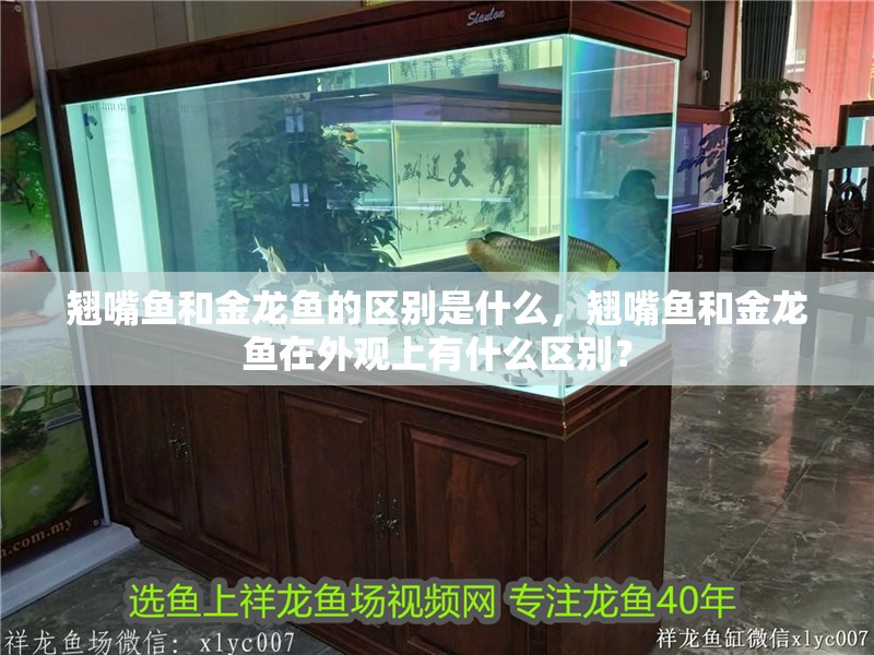 翹嘴魚和金龍魚的區別是什么，翹嘴魚和金龍魚在外觀上有什么區別？