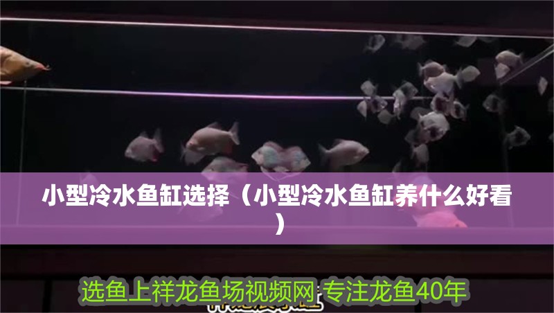 小型冷水魚缸選擇（小型冷水魚缸養什么好看）