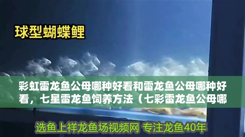 彩虹雷龍魚公母哪種好看和雷龍魚公母哪種好看，七星雷龍魚飼養(yǎng)方法（七彩雷龍魚公母哪種好看）