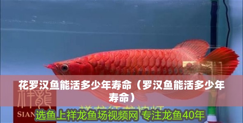 花羅漢魚能活多少年壽命（羅漢魚能活多少年壽命）