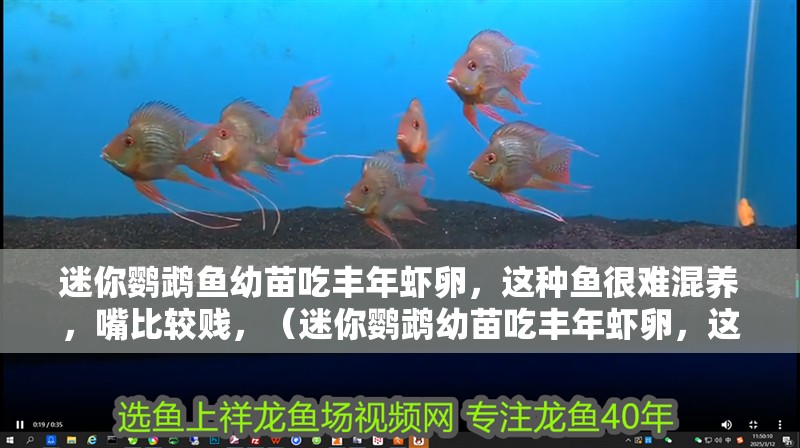 迷你鸚鵡魚幼苗吃豐年蝦卵,這種魚很難混養,嘴比較賤,(迷你鸚鵡幼苗吃豐年蝦卵,這種魚很難混養,嘴比較賤) 觀賞魚百科 第2張 迷你鸚鵡魚幼苗吃豐年蝦卵,這種魚很難混養,嘴比較賤,(迷你鸚鵡幼苗吃豐年蝦卵,這種魚很難混養,嘴比較賤) 迷你鸚鵡魚幼苗吃豐年蝦卵,這種魚很難混養,嘴比較賤,(迷你鸚鵡幼苗吃豐年蝦卵,這種魚很難混養,嘴比較賤) 觀賞魚百科 第2張