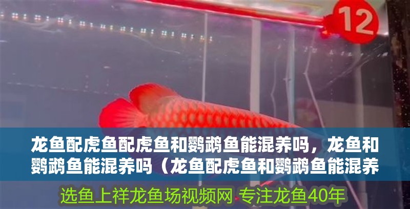 龍魚配虎魚配虎魚和鸚鵡魚能混養嗎，龍魚和鸚鵡魚能混養嗎（龍魚配虎魚和鸚鵡魚能混養嗎）