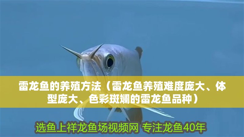 雷龍魚的養殖方法（雷龍魚養殖難度龐大、體型龐大、色彩斑斕的雷龍魚品種）