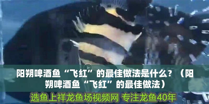 陽朔啤酒魚“飛紅”的最佳做法是什么？（陽朔啤酒魚“飛紅”的最佳做法）