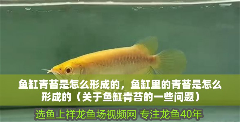 魚缸青苔是怎么形成的，魚缸里的青苔是怎么形成的（關于魚缸青苔的一些問題）