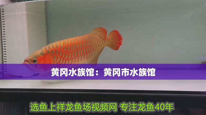 黃岡水族館：黃岡市水族館