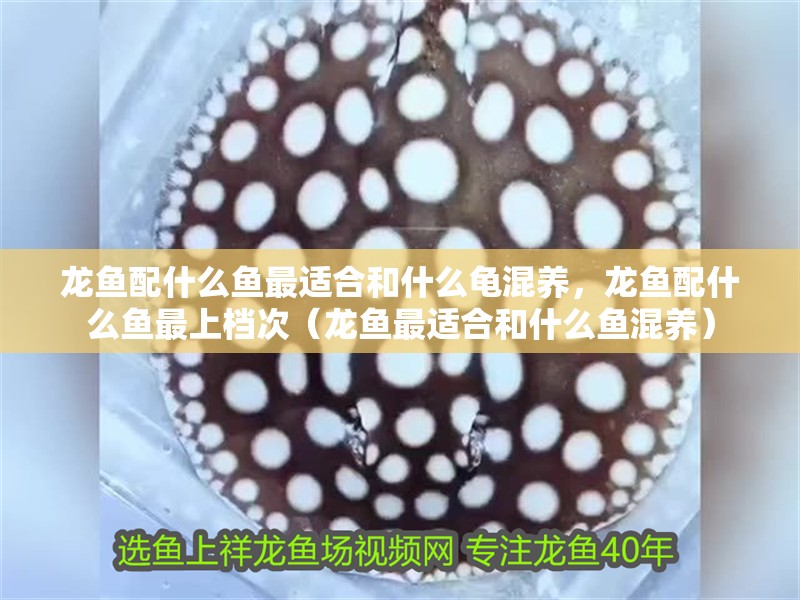 龍魚配什么魚最適合和什么龜混養(yǎng)，龍魚配什么魚最上檔次（龍魚最適合和什么魚混養(yǎng)）
