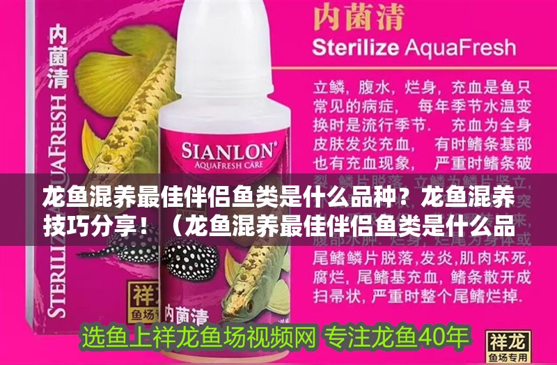 龍魚混養(yǎng)最佳伴侶魚類是什么品種？龍魚混養(yǎng)技巧分享！（龍魚混養(yǎng)最佳伴侶魚類是什么品種龍魚混養(yǎng)技巧分享）