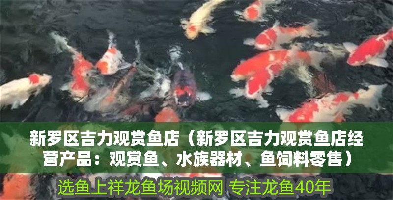 新羅區吉力觀賞魚店（新羅區吉力觀賞魚店經營產品：觀賞魚、<strong><mark>水族器材</mark></strong>、魚飼料零售）