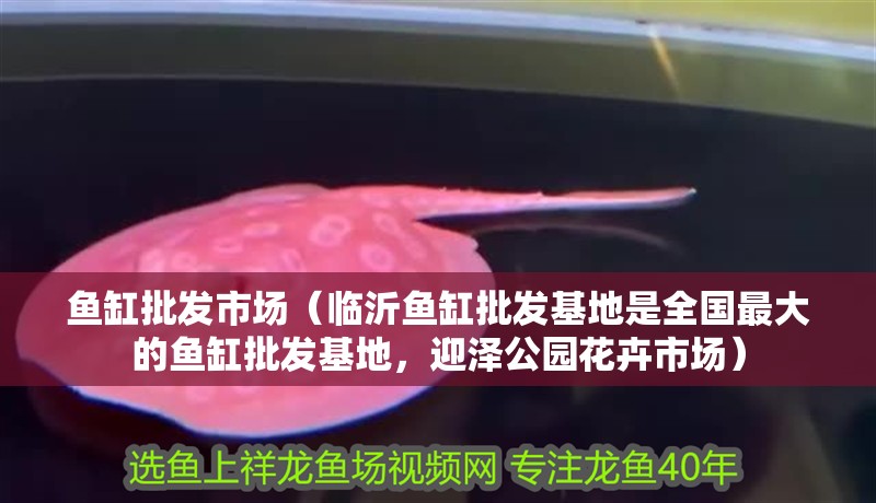 魚缸批發市場（臨沂魚缸批發基地是全國最大的魚缸批發基地，迎澤公園花卉市場）