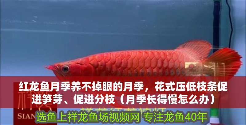 紅龍魚月季養不掉眼的月季，花式壓低枝條促進筍芽、促進分枝（月季長得慢怎么辦）