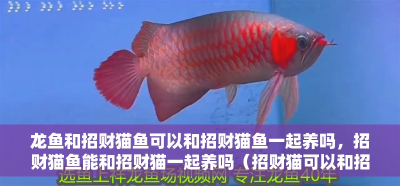 龍魚(yú)和招財(cái)貓魚(yú)可以和招財(cái)貓魚(yú)一起養(yǎng)嗎，招財(cái)貓魚(yú)能和招財(cái)貓一起養(yǎng)嗎（招財(cái)貓可以和招財(cái)貓混養(yǎng)嗎？）