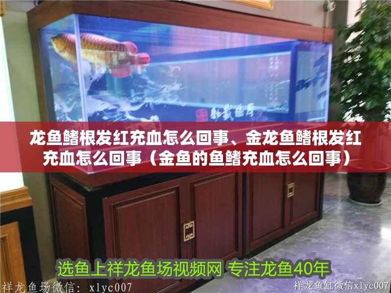 龍魚鰭根發紅充血怎么回事、金龍魚鰭根發紅充血怎么回事（金魚的魚鰭充血怎么回事）