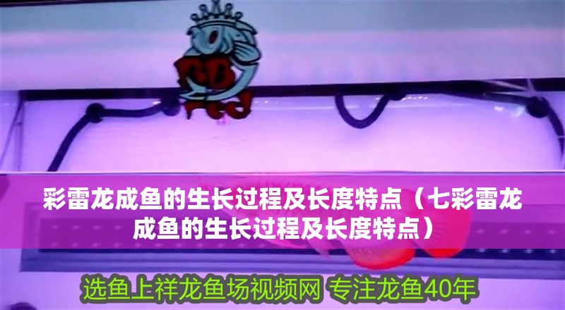 彩雷龍成魚的生長過程及長度特點(diǎn)（七彩雷龍成魚的生長過程及長度特點(diǎn)）