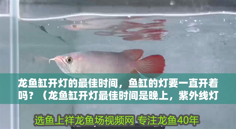龍魚缸開燈的最佳時間，魚缸的燈要一直開著嗎？（龍魚缸開燈最佳時間是晚上，紫外線燈不需要每天都開）
