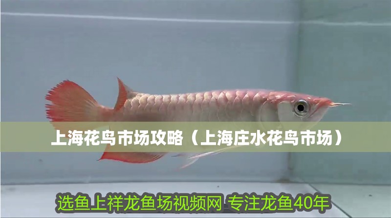 上?；B市場攻略（上海莊水花鳥市場）