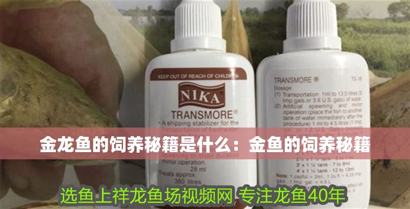 金龍魚的飼養(yǎng)秘籍是什么：金魚的飼養(yǎng)秘籍