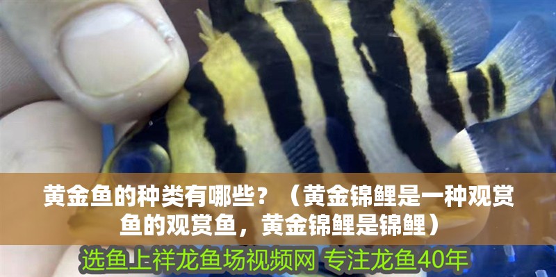 黃金魚的種類有哪些？（黃金錦鯉是一種觀賞魚的觀賞魚，黃金錦鯉是錦鯉）