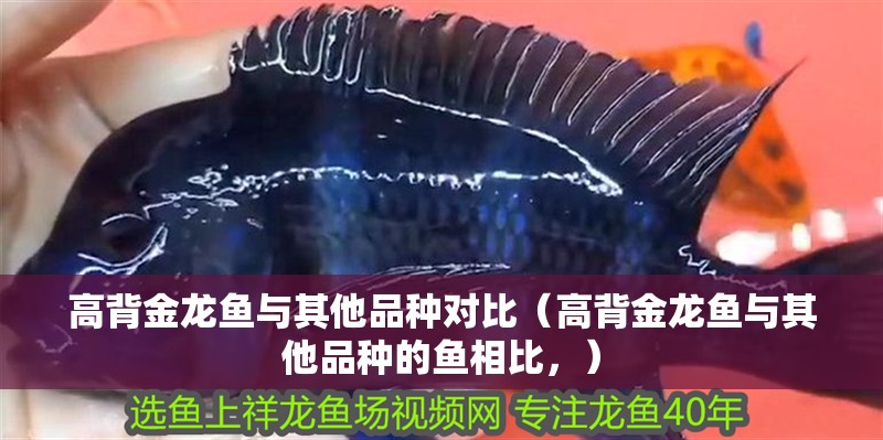 高背金龍魚與其他品種對比（高背金龍魚與其他品種的魚相比，）