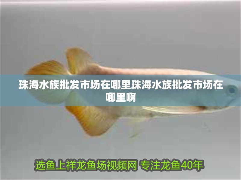 <strong><mark>珠海</mark></strong>水族批發市場在哪里<strong><mark>珠海</mark></strong>水族批發市場在哪里啊