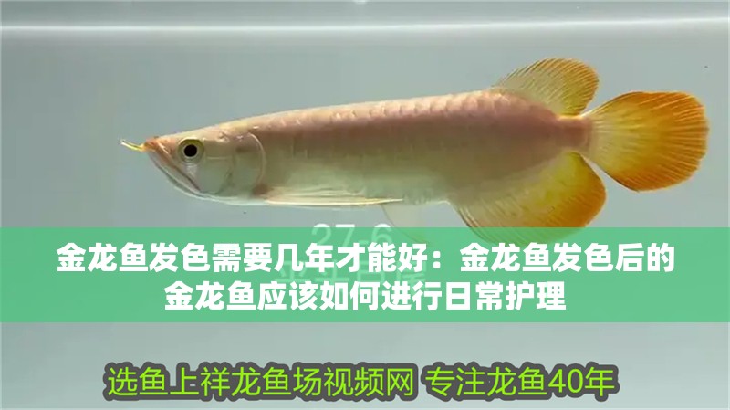 金龍魚發色需要幾年才能好：金龍魚發色后的金龍魚應該如何進行日常護理