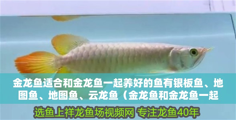 龍魚怕什么 金龍魚適合和金龍魚一起養好的魚有銀板魚、地圖魚、地圖魚、云龍魚(金龍魚和金龍魚一起養哪個好) 觀賞魚百科 金龍魚適合和金龍魚一起養好的魚有銀板魚、地圖魚、地圖魚、云龍魚(金龍魚和金龍魚一起養哪個好) 金龍魚適合和金龍魚一起養好的魚有銀板魚、地圖魚、地圖魚、云龍魚(金龍魚和金龍魚一起養哪個好) 觀賞魚百科