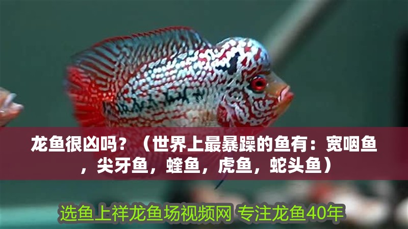 龍魚很兇嗎？（世界上最暴躁的魚有：寬咽魚，尖牙魚，蝰魚，虎魚，蛇頭魚）