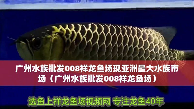 廣州水族批發008祥龍魚場現亞洲最大水族市場（廣州水族批發008祥龍魚場）