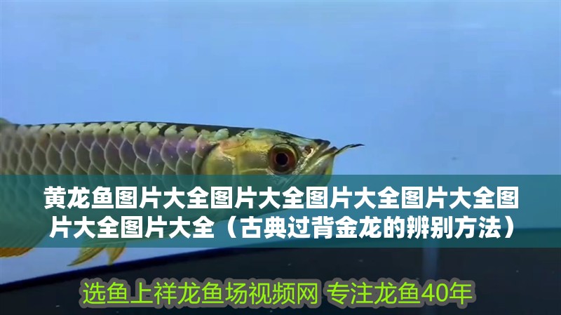 黃龍魚圖片大全圖片大全圖片大全圖片大全圖片大全圖片大全（古典過背金龍的辨別方法）