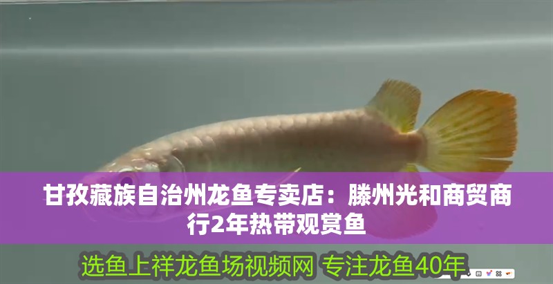 甘孜藏族自治州龍魚專賣店：滕州光和商貿商行2年熱帶觀賞魚